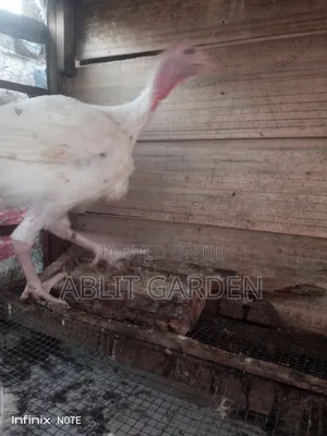 Imported Turkey