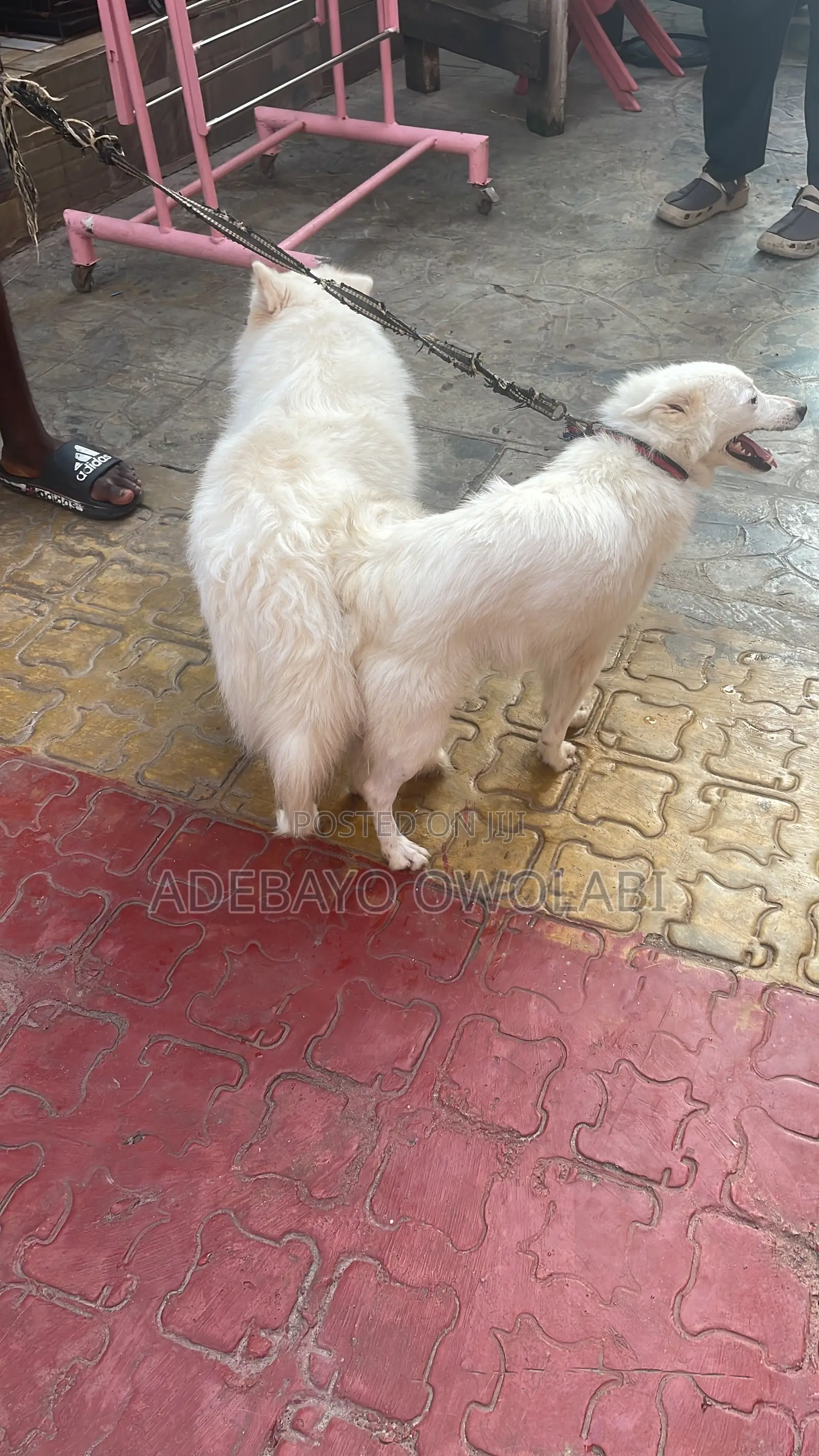 Veterinary Services