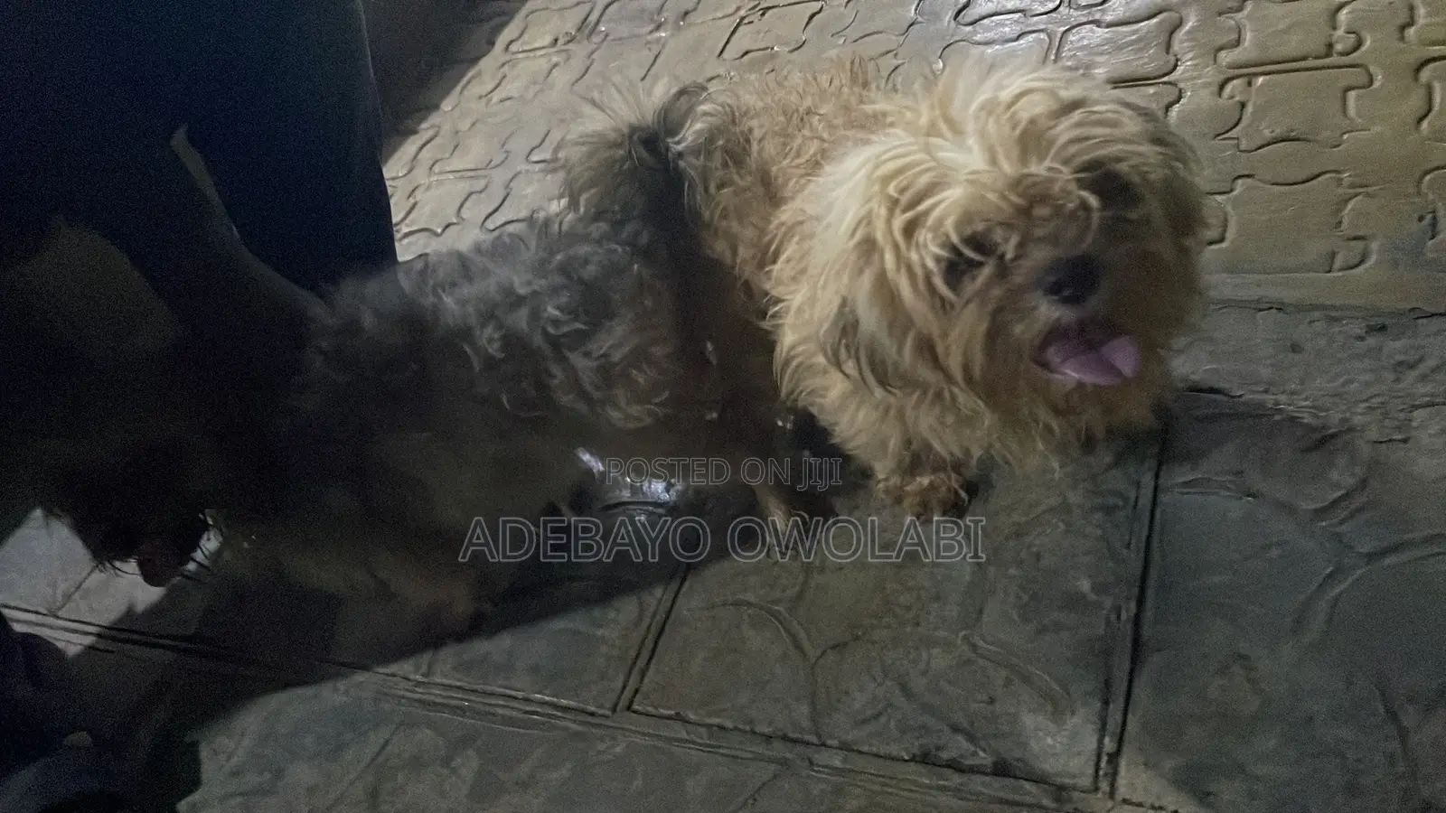 Veterinary Services