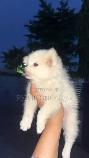1-3 months Female Purebred American Eskimo