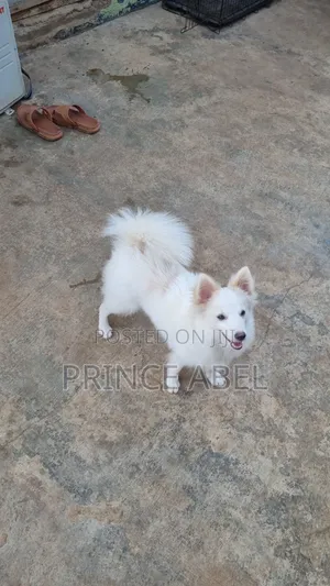 6-12 months Female Purebred American Eskimo