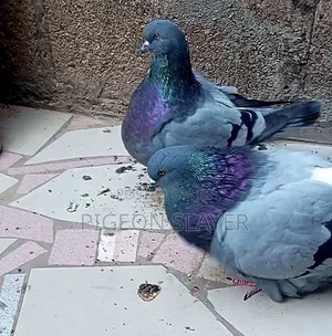 Argentina French Mondain Pigeon Pair for Sale – Kano, Nigeria