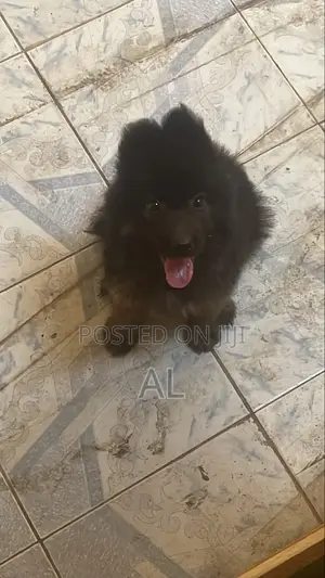 1-3 months Male Purebred German Shepherd