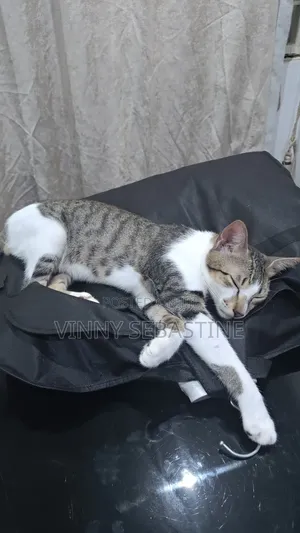 6-12 months Male Purebred Tabby
