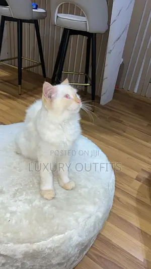 1+ year Male Purebred Ragdoll