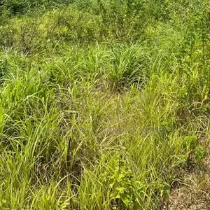 1 Hectare Land for Sale