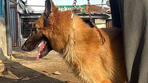 1+ year Male Purebred German Shepherd