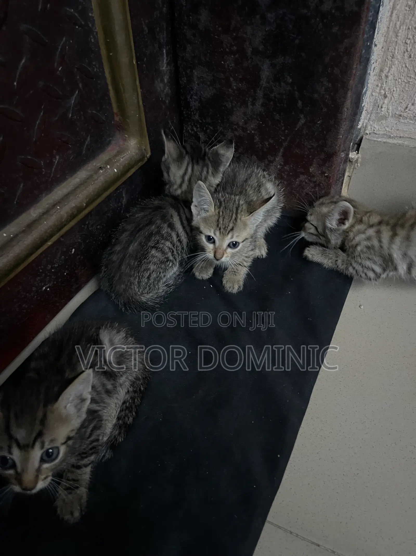1-3 months Female Mixed Breed Tabby