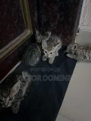 1-3 months Female Mixed Breed Tabby