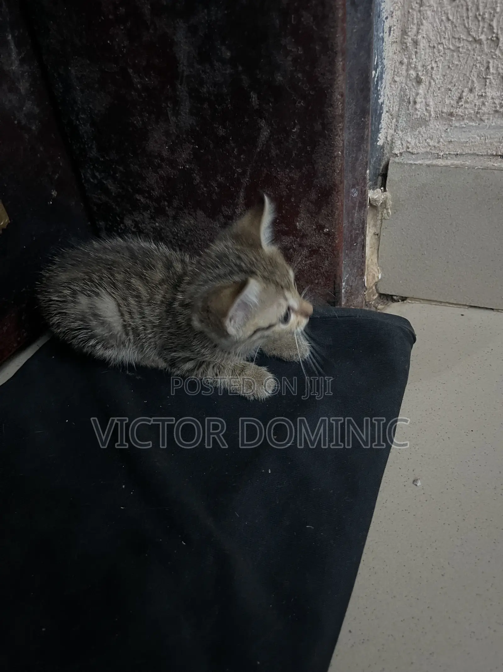 1-3 months Female Mixed Breed Tabby