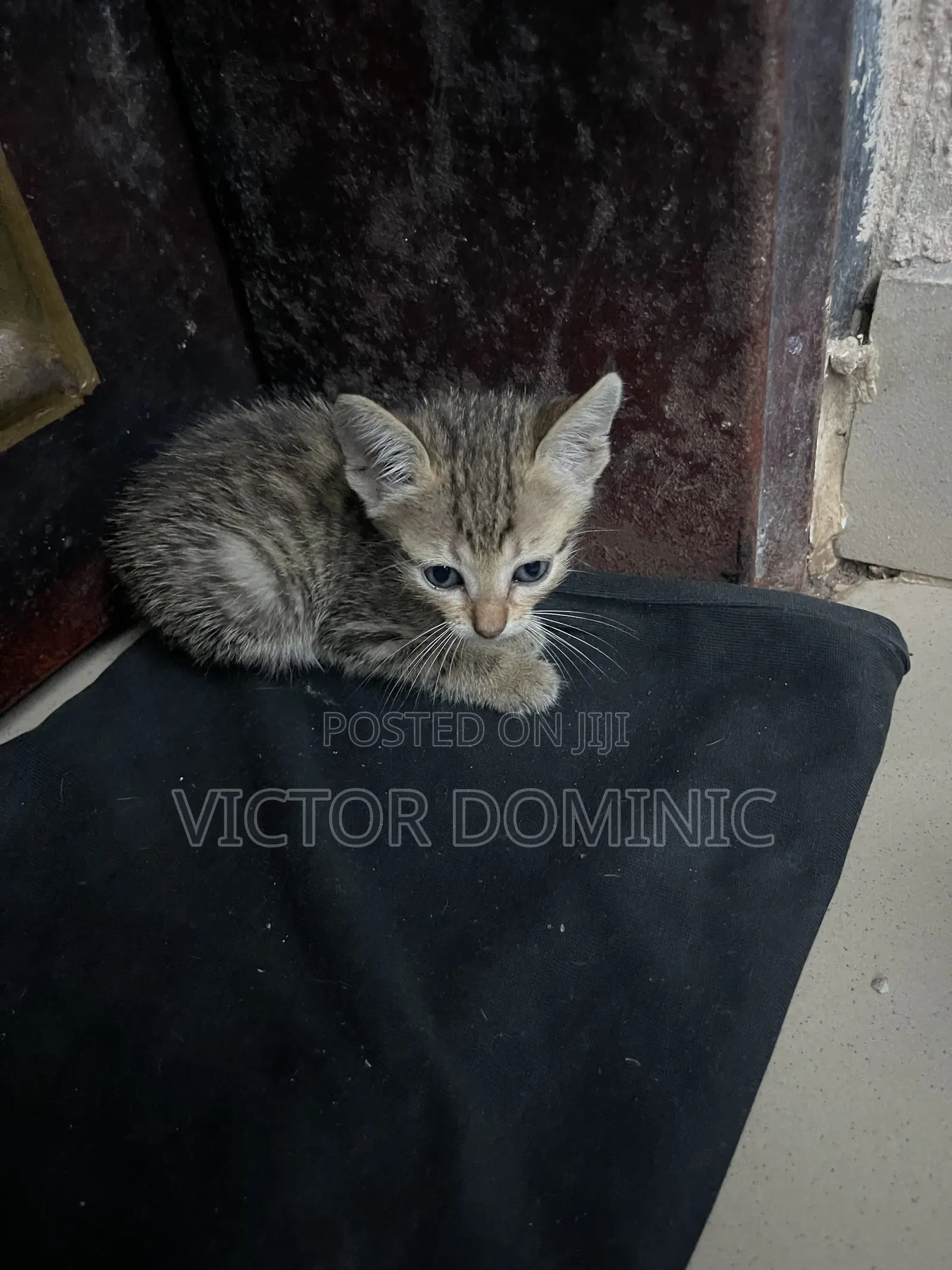 1-3 months Female Mixed Breed Tabby