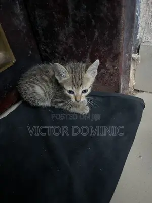 1-3 months Female Mixed Breed Tabby