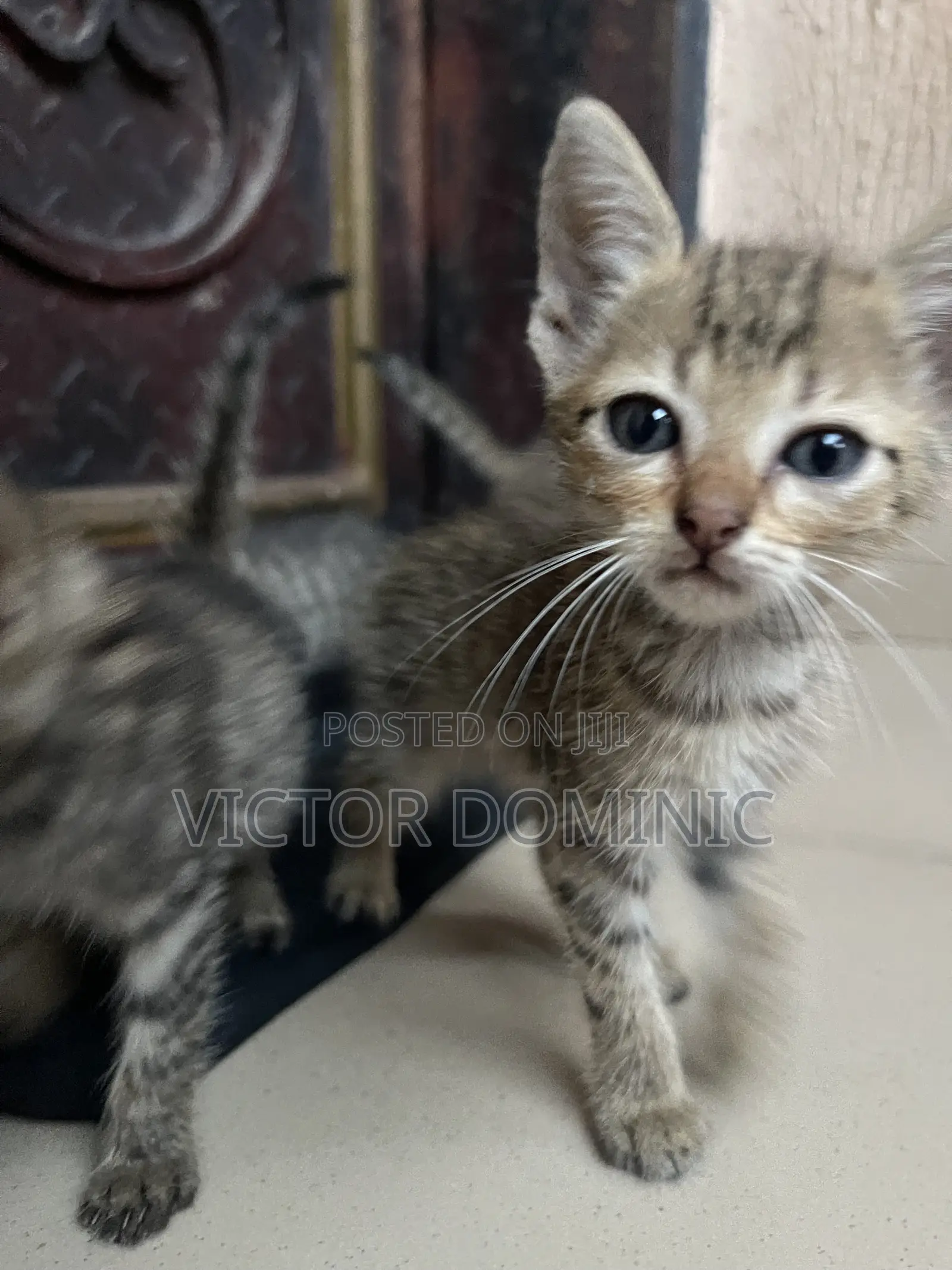 1-3 months Female Mixed Breed Tabby