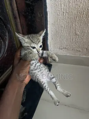 1-3 months Female Mixed Breed Tabby