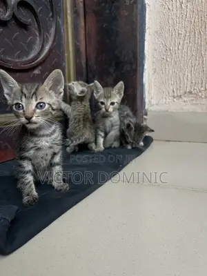 1-3 months Female Mixed Breed Tabby
