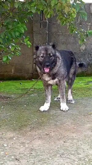 1+ year Female Purebred Caucasian Shepherd