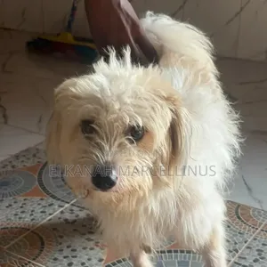 1+ year Male Purebred Lhasa Apso