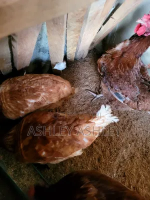 11 Months Old Layers Chickens