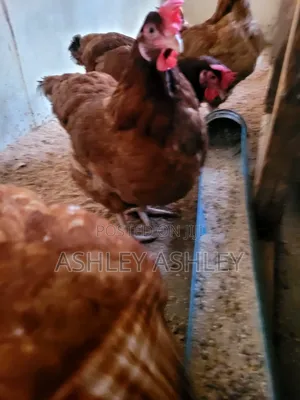 11 Months Old Noiler Chickens