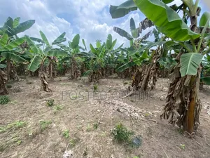 Plain Farm Land