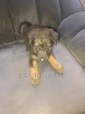 1-3 months Female Purebred German Shepherd