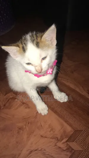 1-3 months Female Mixed Breed Cat