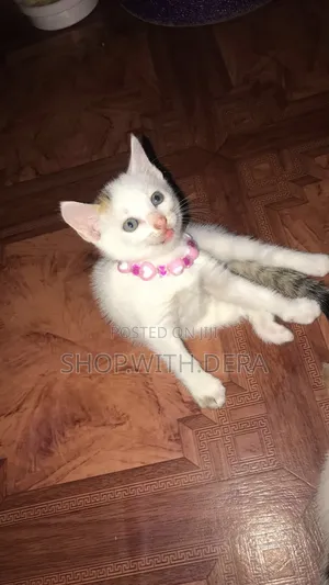 1-3 months Male Mixed Breed Cat