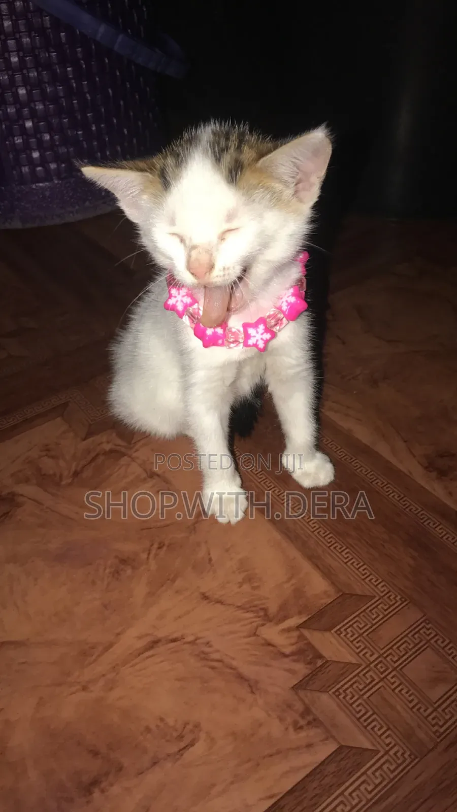 1-3 months Female Mixed Breed Cat