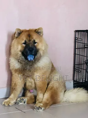 1+ year Male Purebred Chow Chow