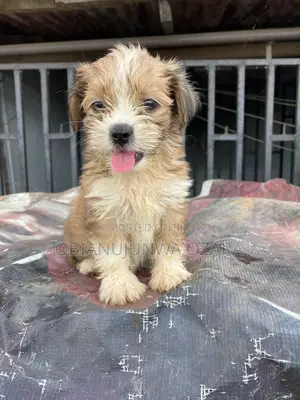 1-3 months Female Purebred Lhasa Apso