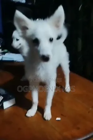 1-3 months Male Purebred American Eskimo