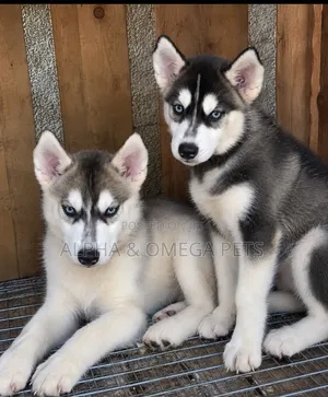 1-3 months Male Purebred Siberian Husky