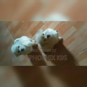 1-3 months Male Purebred Lhasa Apso