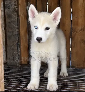 1-3 months Female Purebred Siberian Husky
