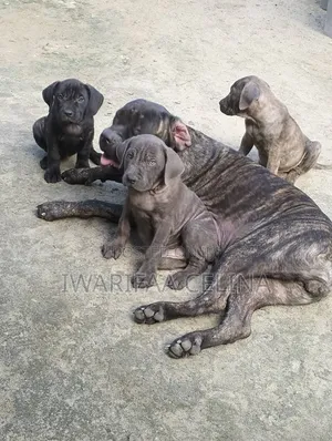1-3 months Male Purebred Boerboel