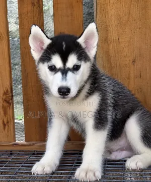 1-3 months Male Purebred Siberian Husky