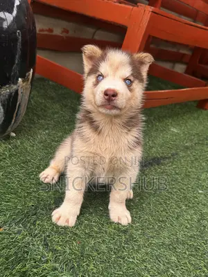 1-3 months Male Purebred Siberian Husky