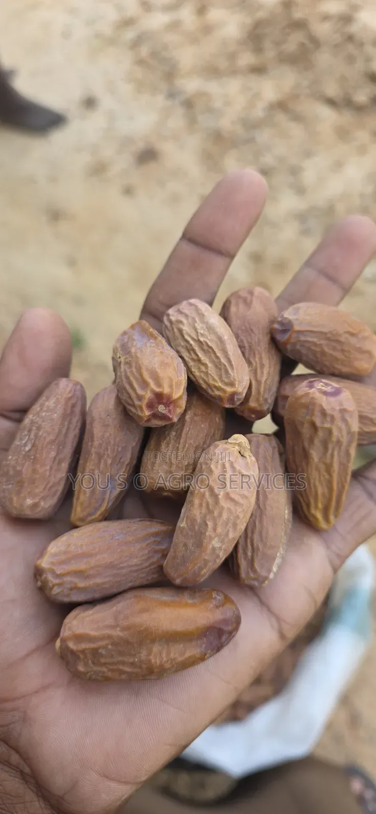 Clean and Sweet Dates (Dabino) From Niger
