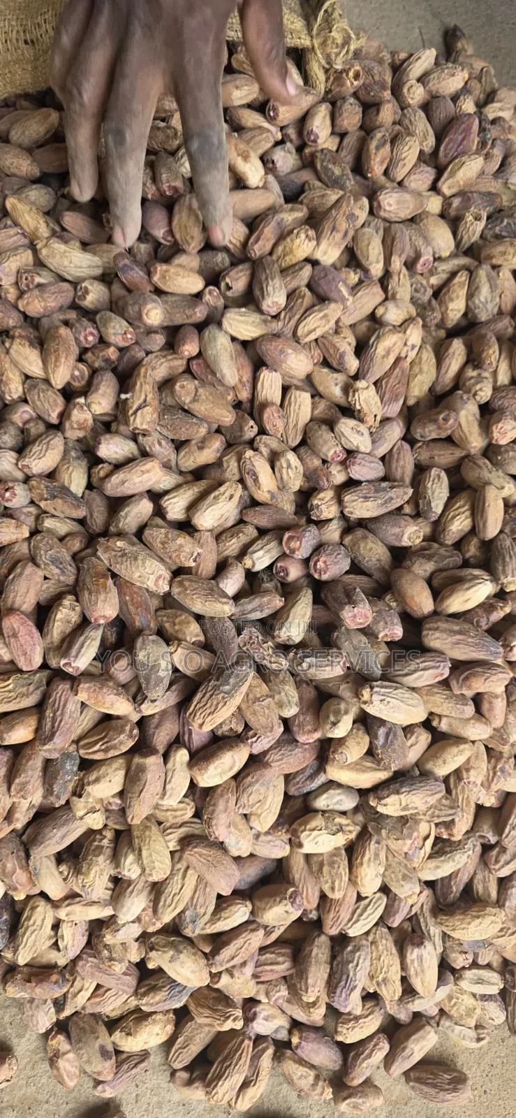 Dates (Dabino) From Niger