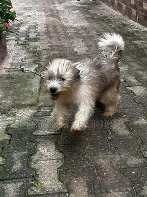 3-6 months Female Purebred Lhasa Apso