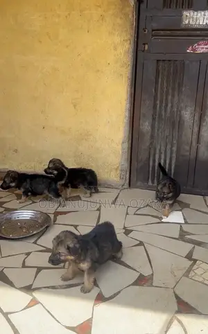 1-3 months Female Purebred German Shepherd