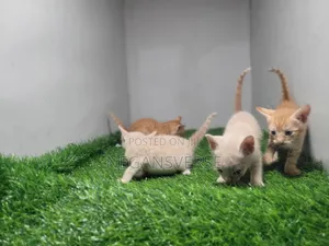 1-3 months Male Mixed Breed Tabby