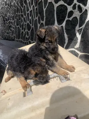 0-1 month Male Purebred German Shepherd