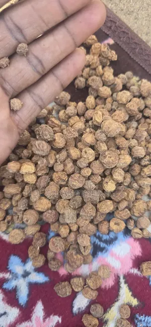 Tiger Nuits Aya YOU S O Agro