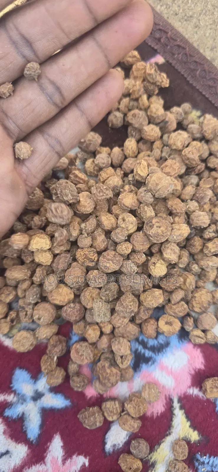 Tiger Nuits Aya YOU S O Agro