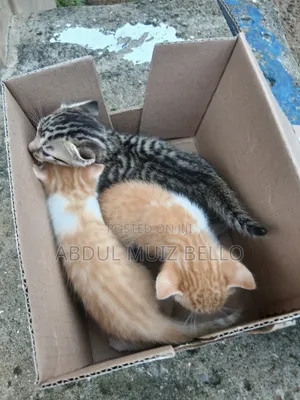 0-1 month Female Mixed Breed Cat