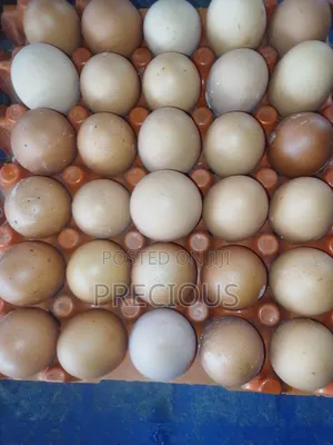 High in Protein Not Harmful to Healthy
