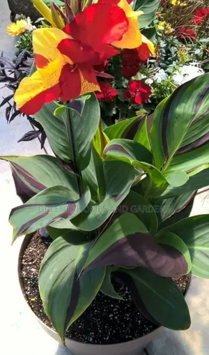 Cann Cleopatra Lily