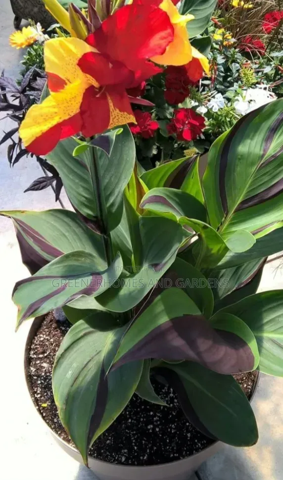 Cann Cleopatra Lily