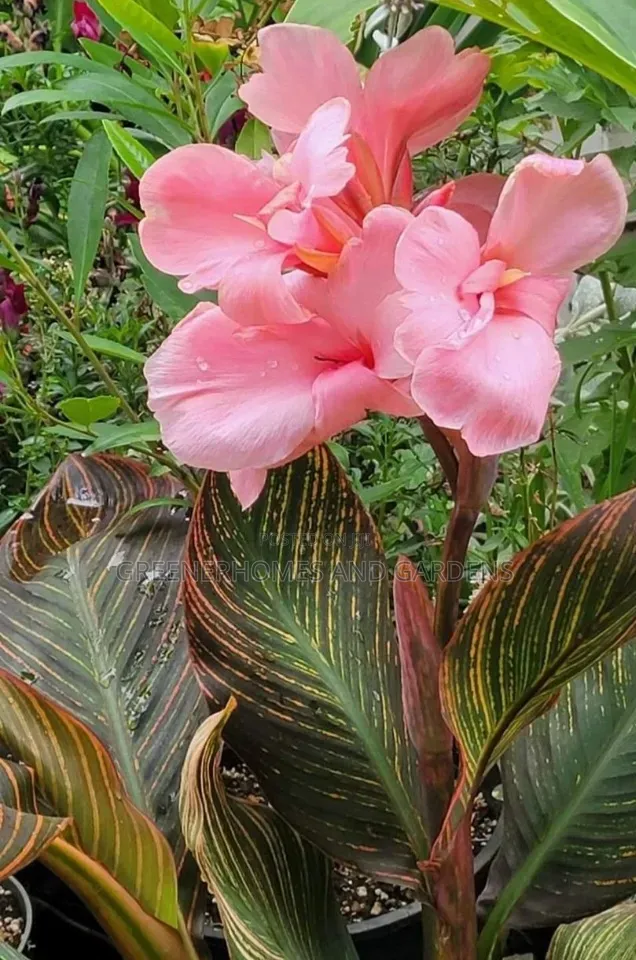 Cann Cleopatra Lily
